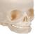 Foetal Skull Model, Natural Cast, 30th week of Pregnancy, on Stand, 1000058 [A26], Human Skull Models (Small)