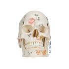 치아구조 갖춘 두개골 모형 10파트 분리형  Deluxe Human Demonstration Dental Skull Model, 10 part, 1000059 [A27], 두개골 모형