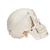 Deluxe Human Demonstration Dental Skull Model, 10 part, 1000059 [A27], Human Skull Models (Small)