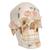 Deluxe Human Demonstration Dental Skull Model, 10 part, 1000059 [A27], Human Skull Models (Small)