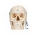 실제 뼈와 유사한 조직으로 제작한 두개골 모형, 6 파트 BONElike Human Bony Skull Model, 6 part, 1000062 [A281], 두개골 모형 (Small)