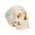 BONElike Human Bony Skull Model, 6 part, 1000062 [A281], Human Skull Models (Small)