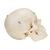 BONElike Human Bony Skull Model, 6 part, 1000062 [A281], Human Skull Models (Small)