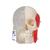 BONElike Human Skull Model, Half Transparent & Half Bony, 8 part, 1000063 [A282], Human Skull Models (Small)