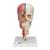 BONElike Human Skull Model, Half Transparent & Half Bony, Complete with Brain & Vertebrae, 1000064 [A283], Human Skull Models (Small)