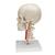 BONElike Human Skull Model, Half Transparent & Half Bony, Complete with Brain & Vertebrae, 1000064 [A283], Vertebra Models (Small)