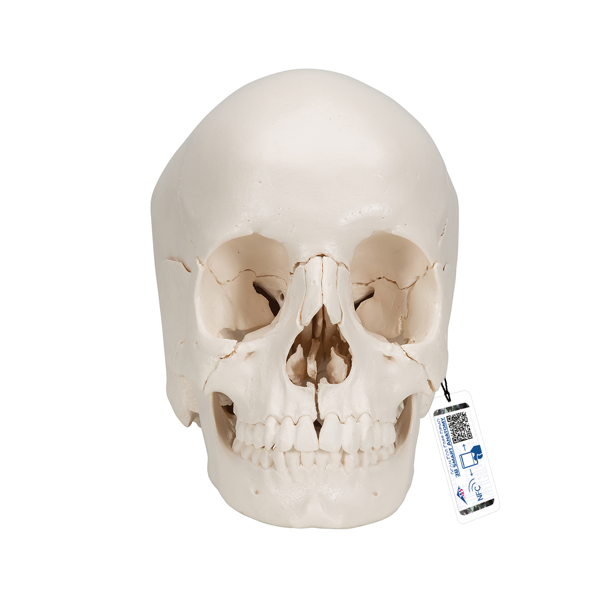 Crâne humain articulé de 22 pièces - Matériel didactique