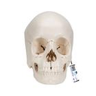 Beauchene Adult Human Skull Model, Bone Colored Version, 22 part, 1000068 [A290], Human Skull Models