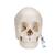 보쉥 (Beauchene) 성인 두개골모형 - 실제 뼈 색상, 22파트 분리형 Beauchene Adult Human Skull Model - Bone Colored Version, 22 part, 1000068 [A290], 두개골 모형 (Small)