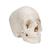 보쉥 (Beauchene) 성인 두개골모형 - 실제 뼈 색상, 22파트 분리형 Beauchene Adult Human Skull Model - Bone Colored Version, 22 part, 1000068 [A290], 두개골 모형 (Small)