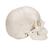 보쉥 (Beauchene) 성인 두개골모형 - 실제 뼈 색상, 22파트 분리형 Beauchene Adult Human Skull Model - Bone Colored Version, 22 part, 1000068 [A290], 두개골 모형 (Small)