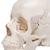 Beauchene Adult Human Skull Model, Bone Colored Version, 22 part, 1000068 [A290], Human Skull Models (Small)