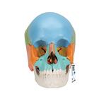 Beauchene Adult Human Skull Model, Didactic Colored Version, 22 part, 1023540 [A291], Human Skull Models