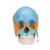 Beauchene Adult Human Skull Model, Didactic Colored Version, 22 part, 1023540 [A291], Human Skull Models (Small)