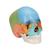 성인 두개골 교육용 채색 모형, 22파트 Beauchene Adult Human Skull Model - Didactic Colored Version, 22 part, 1023540 [A291], 두개골 모형 (Small)