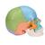 Beauchene Adult Human Skull Model, Didactic Colored Version, 22 part, 1023540 [A291], Human Skull Models (Small)