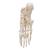 Human Foot Skeleton, Wire Mounted, 1019355 [A30], Leg and Foot Skeleton Models (Small)