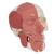 Human Skull with Facial Muscles, 1020181 [A300], Muscle Models (Small)