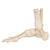 İnsan Ayak ve Ayak Bileği İskeleti, Tel Montajlı - 3B Smart Anatomy, 1019357 [A31], Ayak ve bacak iskelet modelleri (Small)