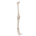 Bacak ve Ayak İskeleti, Tel Montajlı - 3B Smart Anatomy, 1019359 [A35], Ayak ve bacak iskelet modelleri