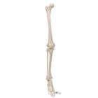 Human Skeleton of Leg with Foot, Wire Mounted, 1019359 [A35], Leg and Foot Skeleton Models