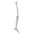 Bacak ve Ayak İskeleti, Tel Montajlı - 3B Smart Anatomy, 1019359 [A35], Ayak ve bacak iskelet modelleri (Small)