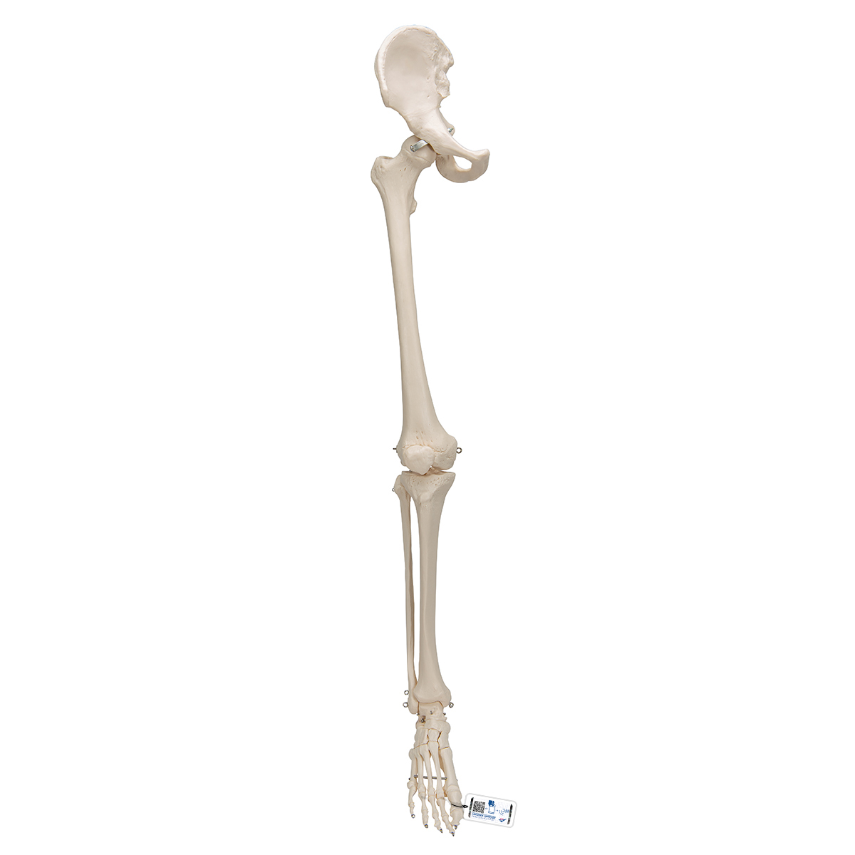 带髋骨的腿骨胳 3b Smart Anatomy A36 腿和脚骨骼模型 3b Scientific