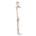 Human Leg Skeleton Model with Hip Bone, 1019366 [A36], Leg and Foot Skeleton Models