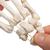 İnsan El İskeleti Modeli, Naylon İp Üzerine Gevşek İpli - 3B Smart Anatomy, 1019368 [A40/2], El ve kol iskelet modelleri (Small)