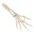 Human Hand Skeleton Model with Ulna & Radius, Elastic Mounted String, 1019369 [A40/3], Arm and Hand Skeleton Models (Small)