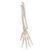 Human Hand Skeleton Model with Ulna & Radius, Elastic Mounted String, 1019369 [A40/3], Arm and Hand Skeleton Models (Small)