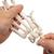 Human Hand Skeleton Model with Ulna & Radius, Elastic Mounted String, 1019369 [A40/3], Arm and Hand Skeleton Models (Small)