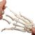 Human Hand Skeleton Model with Ulna & Radius, Elastic Mounted String, 1019369 [A40/3], Arm and Hand Skeleton Models (Small)