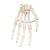 Human Hand Skeleton Model, Wire Mounted, 1019367 [A40], Arm and Hand Skeleton Models (Small)