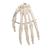 Human Hand Skeleton Model, Wire Mounted, 1019367 [A40], Arm and Hand Skeleton Models (Small)