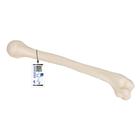 상완골  Human Humerus Model, 1019372 [A45/1], 팔 및 손 골격 모형