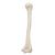 상완골  Human Humerus Model, 1019372 [A45/1], 팔 및 손 골격 모형 (Small)