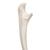 İnsan Ulna Kemiği Modeli - 3B Smart Anatomy, 1019373 [A45/2], El ve kol iskelet modelleri (Small)