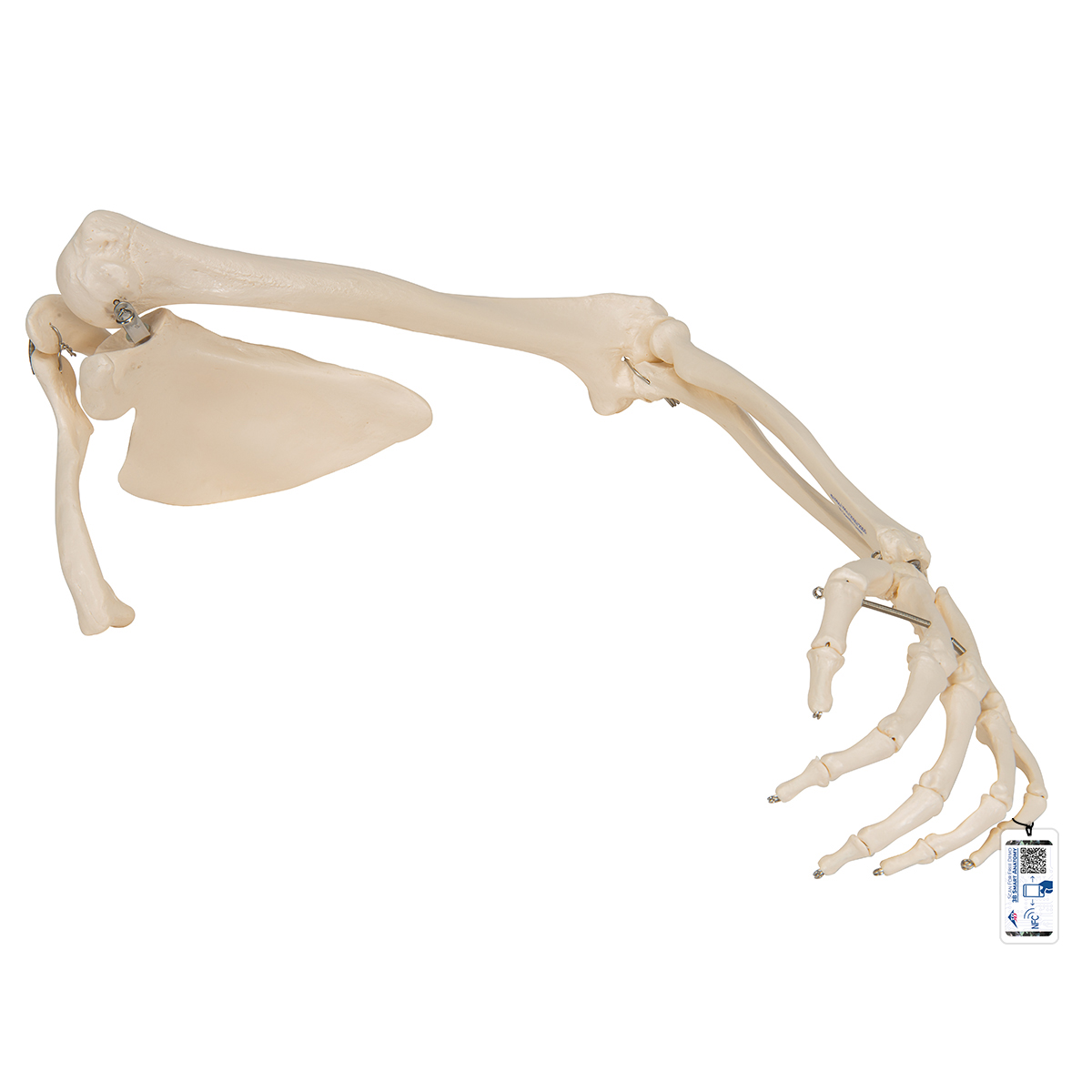 Human Arm Skeleton Model with Scapula & Clavicle - 3B Smart
