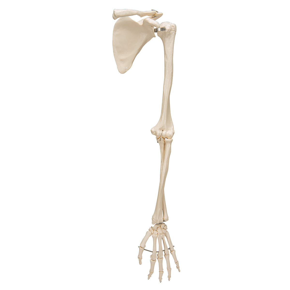 Illustration Du Squelette De L'anatomie 3d De Membres Supérieurs