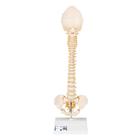 소아 척추 모형 BONElike Child's Vertebral Column Model, 1000118 [A52], 인체 척추 모형