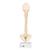 BONElike Child's Vertebral Column Model, 1000118 [A52], Human Spine Models (Small)