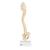 BONElike Child's Vertebral Column Model, 1000118 [A52], Human Spine Models (Small)