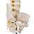 소아 척추 모형 BONElike Child's Vertebral Column Model, 1000118 [A52], 인체 척추 모형 (Small)