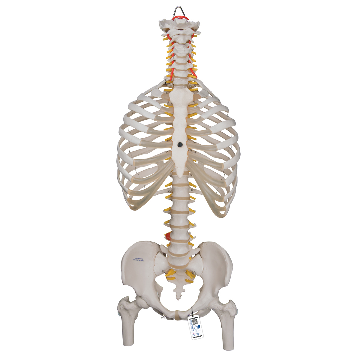 セール安いSOMSO ソムソ　人体模型　背骨　脊椎 接骨院 教材 その他