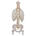 Classic Flexible Human Spine Model with Ribs & Femur Heads, 1000120 [A56/2], Human Spine Models