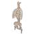 Classic Flexible Human Spine Model with Ribs & Femur Heads, 1000120 [A56/2], Human Spine Models (Small)