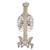 Classic Flexible Human Spine Model with Ribs & Femur Heads, 1000120 [A56/2], Human Spine Models (Small)