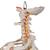 Classic Flexible Human Spine Model with Ribs & Femur Heads, 1000120 [A56/2], Human Spine Models (Small)