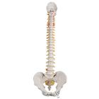 기본형 척추모형 Classic Flexible Human Spine Model, 1000121 [A58/1], 인체 척추 모형